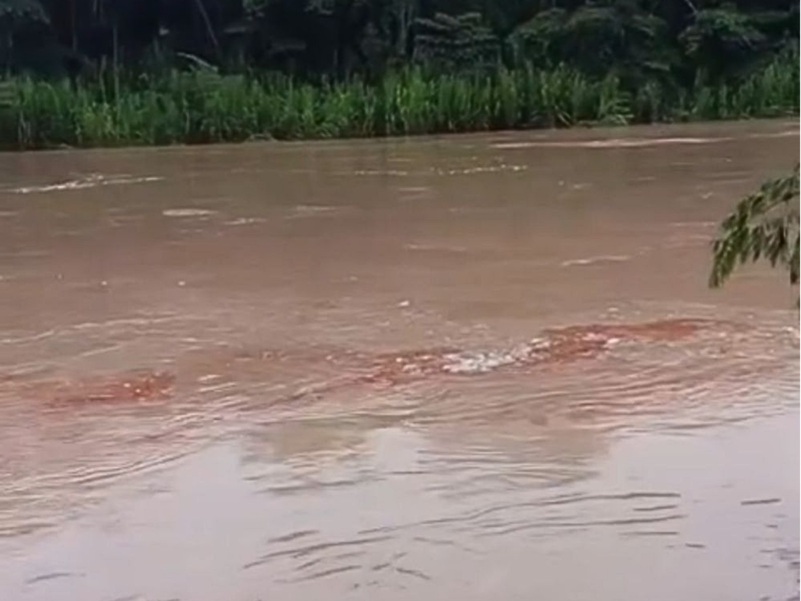video:-balsa-afunda-e-oleo-diesel-se-espalha-em-rio-no-interior-do-acre