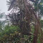 videos:-amazonia-agro-–-acre-deste-domingo,-26-de-abril-de-2026