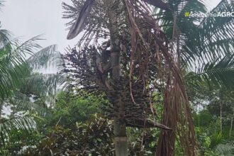 videos:-amazonia-agro-–-acre-deste-domingo,-26-de-abril-de-2026