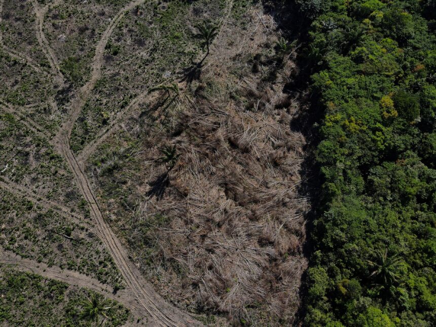 desmatamento-na-amazonia-cai-17%-no-1o-trimestre,-mas-volta-a-subir-em-marco