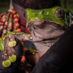povo-noke-koi-preserva-tradicao-do-kambo-e-fortalece-protecao-da-floresta-no-acre