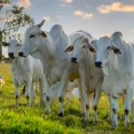 balanca-comercial-do-acre-em-marco-de-2026:-exportacoes-crescem-e-estado-amplia-presenca-no-mercado-internacional