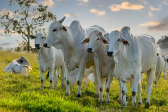balanca-comercial-do-acre-em-marco-de-2026:-exportacoes-crescem-e-estado-amplia-presenca-no-mercado-internacional