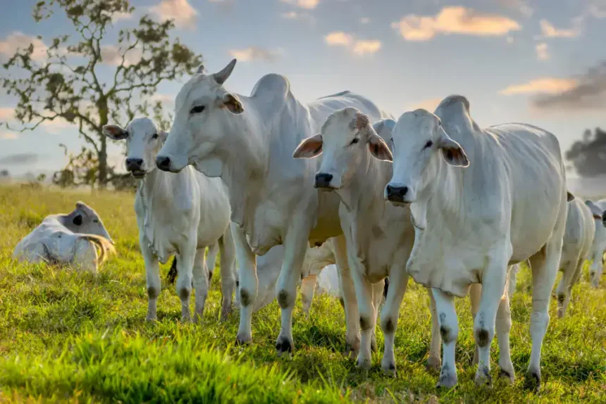 balanca-comercial-do-acre-em-marco-de-2026:-exportacoes-crescem-e-estado-amplia-presenca-no-mercado-internacional