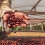 cafeicultura-acreana-avanca-em-producao,-qualidade-e-reconhecimento-nacional