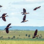 pesquisadores-querem-criar-indice-para-traduzir-estresse-ambiental