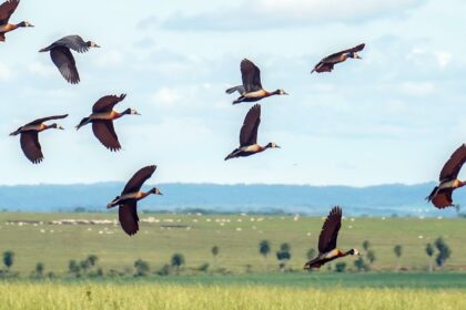 pesquisadores-querem-criar-indice-para-traduzir-estresse-ambiental