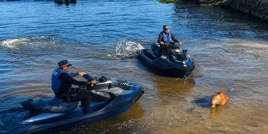 capivara-e-morta-com-flechada-na-represa-de-guarapiranga-em-sp