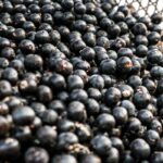 china-facilita-exportacao-de-polpas-e-frutas-congeladas-brasileiras