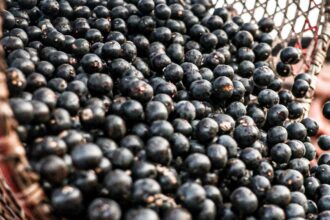 china-facilita-exportacao-de-polpas-e-frutas-congeladas-brasileiras