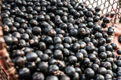 china-facilita-exportacao-de-polpas-e-frutas-congeladas-brasileiras
