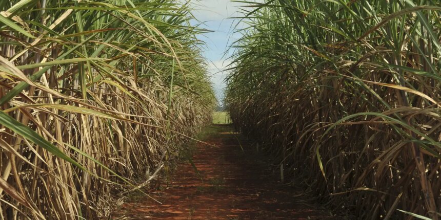 safra-de-cana-de-acucar-deve-crescer-4,7%-em-relacao-ao-ano-de-2025