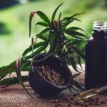 para-associacoes,-normas-ainda-deixam-pontos-em-aberto-sobre-cannabis