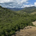agricultura-ganha-11-milhoes-de-hectares-em-41-anos-na-mata-atlantica