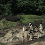serie-documental-criaturas-do-grande-azul-estreia-na-tv-brasil