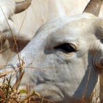 carne-brasileira-vai-pagar-tarifa-de-67%-para-entrar-na-china