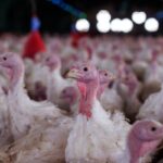 agricultura-confirma-foco-de-doenca-de-newcastle-em-santa-catarina
