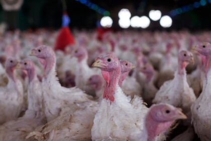 agricultura-confirma-foco-de-doenca-de-newcastle-em-santa-catarina